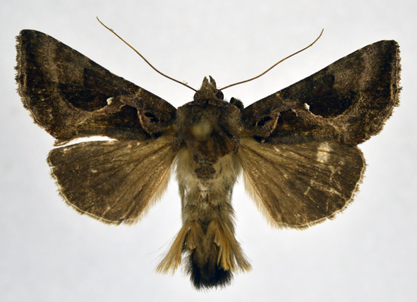 /filer/webapps/moths/media/images/L/livida_Plusiotricha_AM_NHMO.jpg