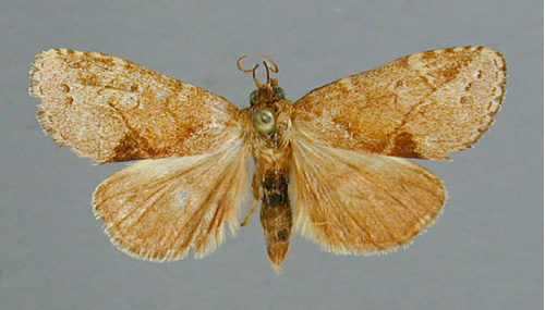 /filer/webapps/moths/media/images/L/livida_Scranciola_PT_RMCA.jpg