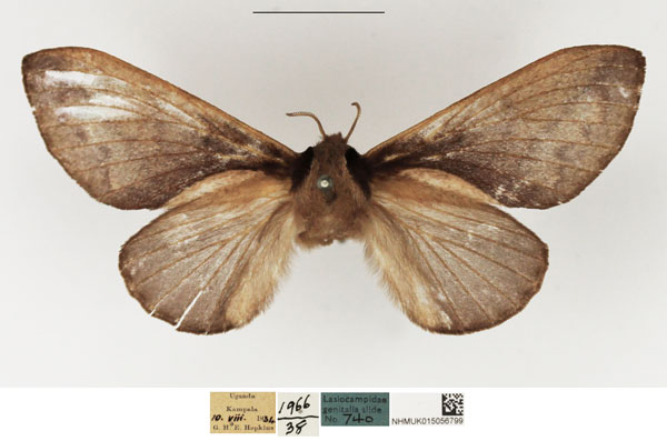 /filer/webapps/moths/media/images/L/livida_Stoermeriana_AF_NHMUK.jpg