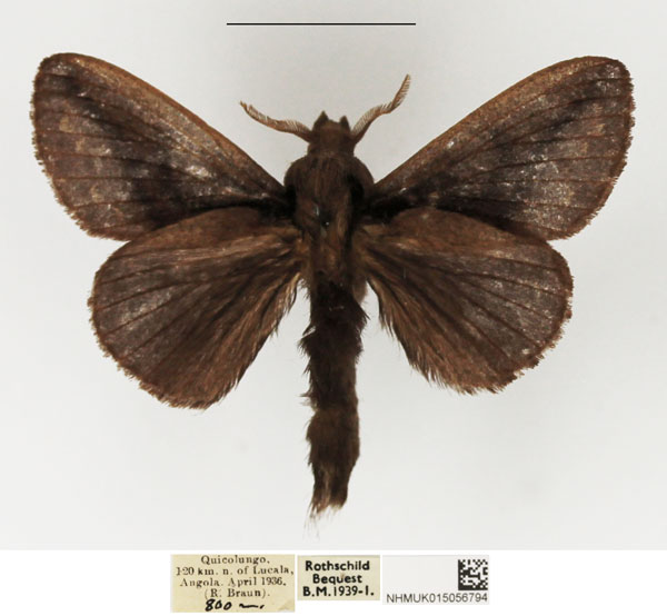 /filer/webapps/moths/media/images/L/livida_Stoermeriana_AM_NHMUK_01.jpg
