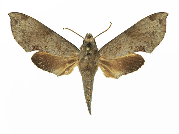 /filer/webapps/moths/media/images/L/livida_Temnora_AF_Basquina.jpg