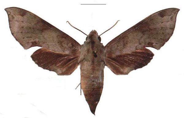 /filer/webapps/moths/media/images/L/livida_Temnora_AF_EMEM.jpg
