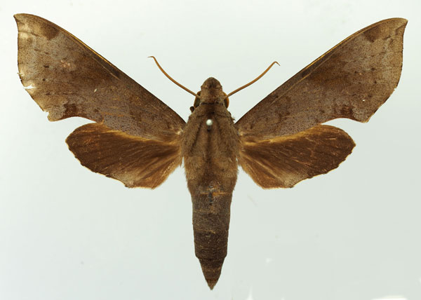 /filer/webapps/moths/media/images/L/livida_Temnora_AM_Basquin_02.jpg
