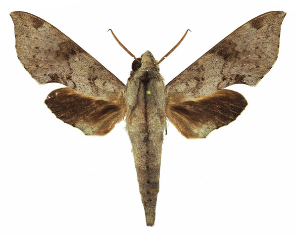 /filer/webapps/moths/media/images/L/livida_Temnora_AM_Basquin_03a.jpg