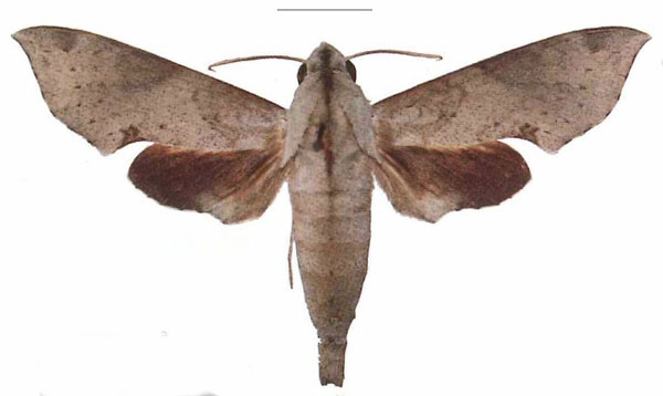 /filer/webapps/moths/media/images/L/livida_Temnora_AM_EMEM.jpg