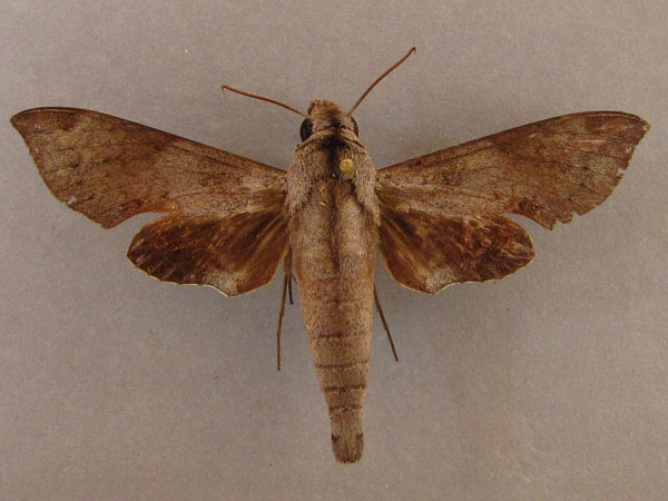 /filer/webapps/moths/media/images/L/livida_Temnora_A_Baron_01.jpg