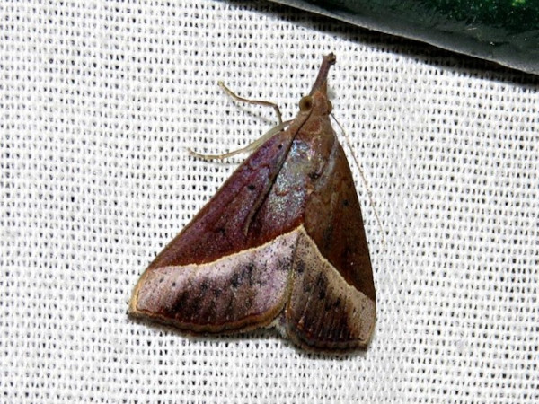/filer/webapps/moths/media/images/L/lividalis_Hypena_A_Braun.jpg