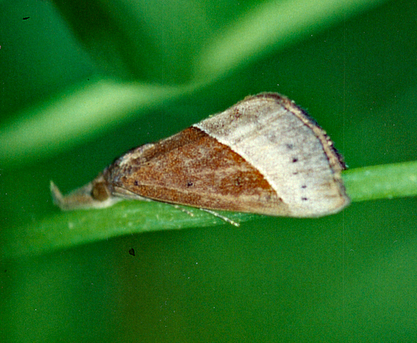 /filer/webapps/moths/media/images/L/lividalis_Hypena_A_Roland_01.jpg