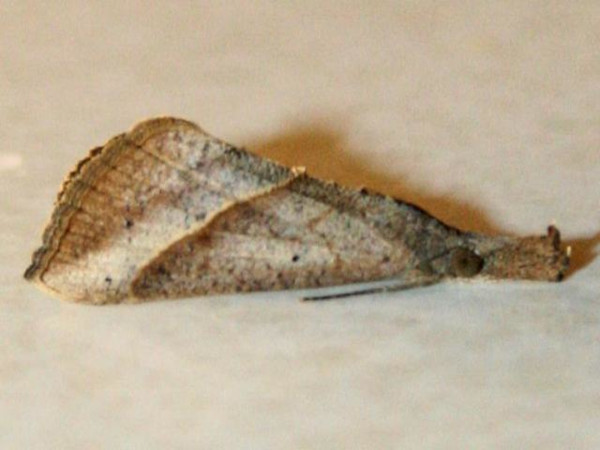 /filer/webapps/moths/media/images/L/lividalis_Hypena_A_Sydes.jpg