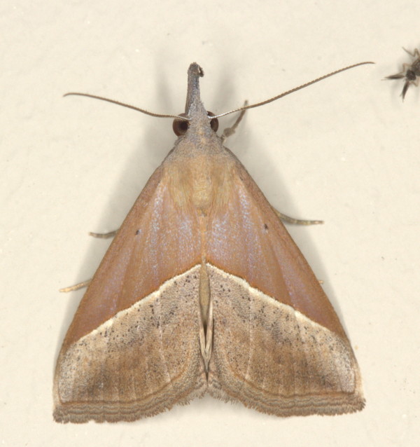 /filer/webapps/moths/media/images/L/lividalis_Hypena__A_Heyns_01.jpg