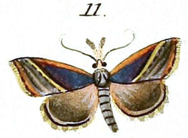 /filer/webapps/moths/media/images/L/lividalis_Pyralis_ST_Hubner_2-11.jpg