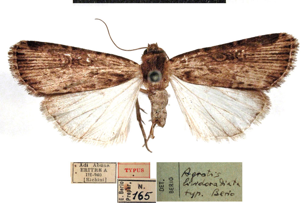 /filer/webapps/moths/media/images/L/lividoradiata_Agrotis_HT_MSNM.jpg