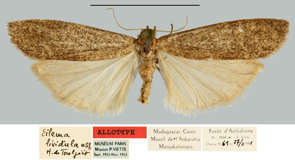 /filer/webapps/moths/media/images/L/lividula_Eilema_AT_MNHN.jpg