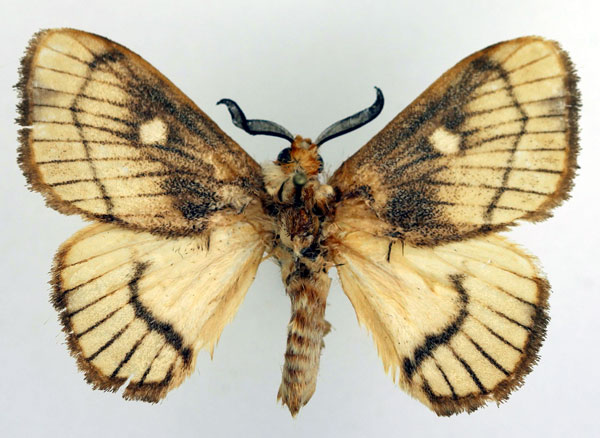 /filer/webapps/moths/media/images/L/livingstonei_Strigivenifera_AM_Basquin_01.jpg