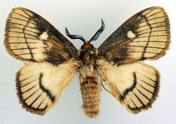 /filer/webapps/moths/media/images/L/livingstonei_Strigivenifera_AM_Basquin_02.jpg