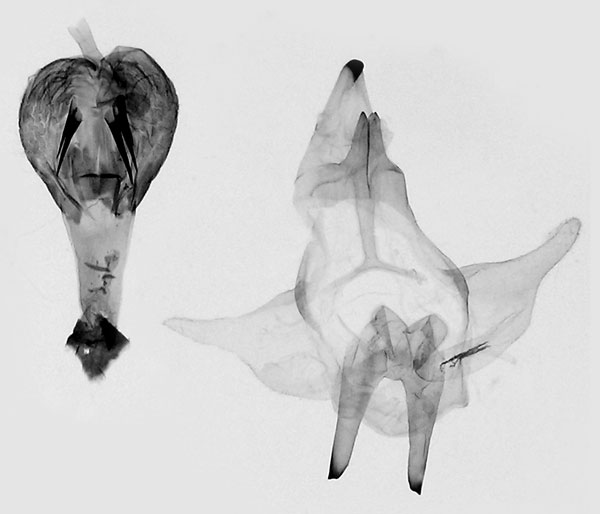 /filer/webapps/moths/media/images/L/livingstonei_Strigivenifera_GM_SMNS.jpg
