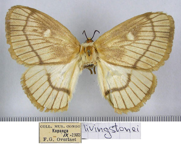 /filer/webapps/moths/media/images/L/livingstonei_Strigivenifera_PT_RMCA.jpg