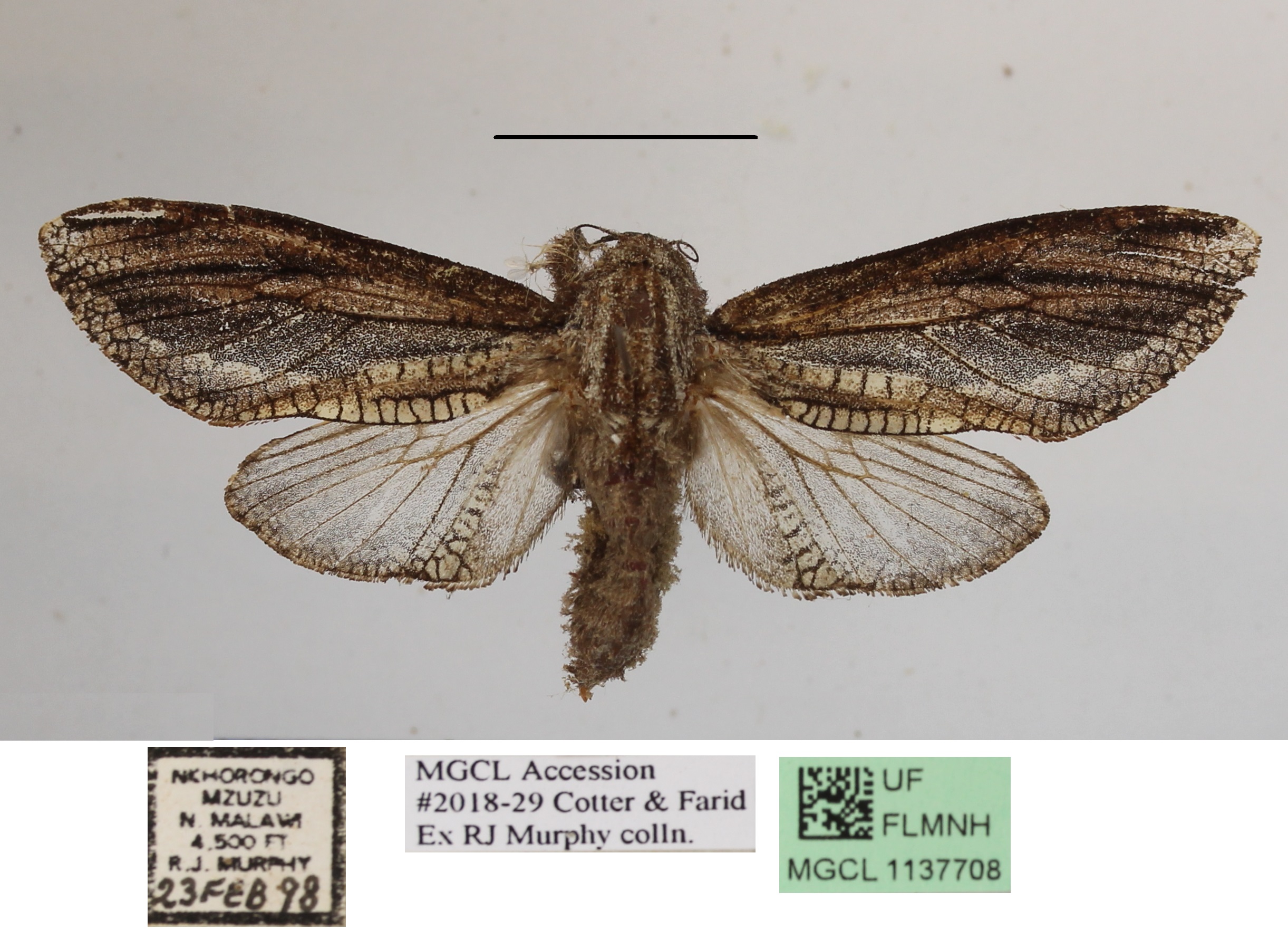 /filer/webapps/moths/media/images/L/livingstoni_Tarsozeuzera_AF_MGCLa.02.JPG