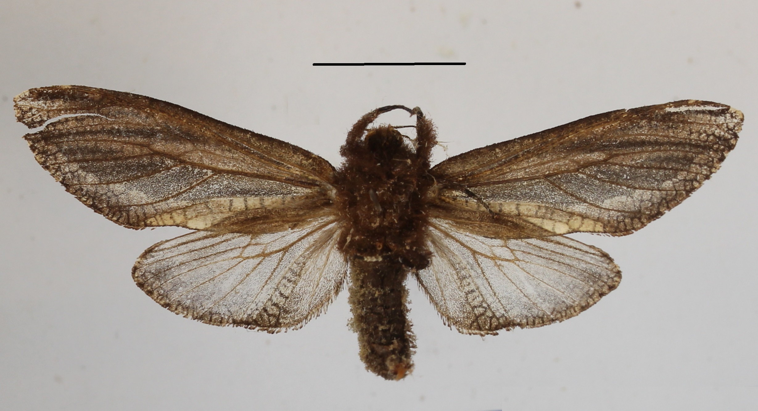 /filer/webapps/moths/media/images/L/livingstoni_Tarsozeuzera_AF_MGCLb.02.JPG