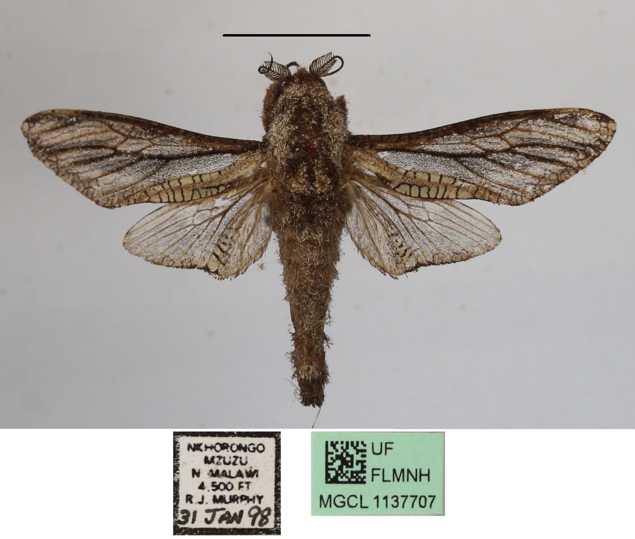 /filer/webapps/moths/media/images/L/livingstoni_Tarsozeuzera_AM_MGCLa.03.JPG