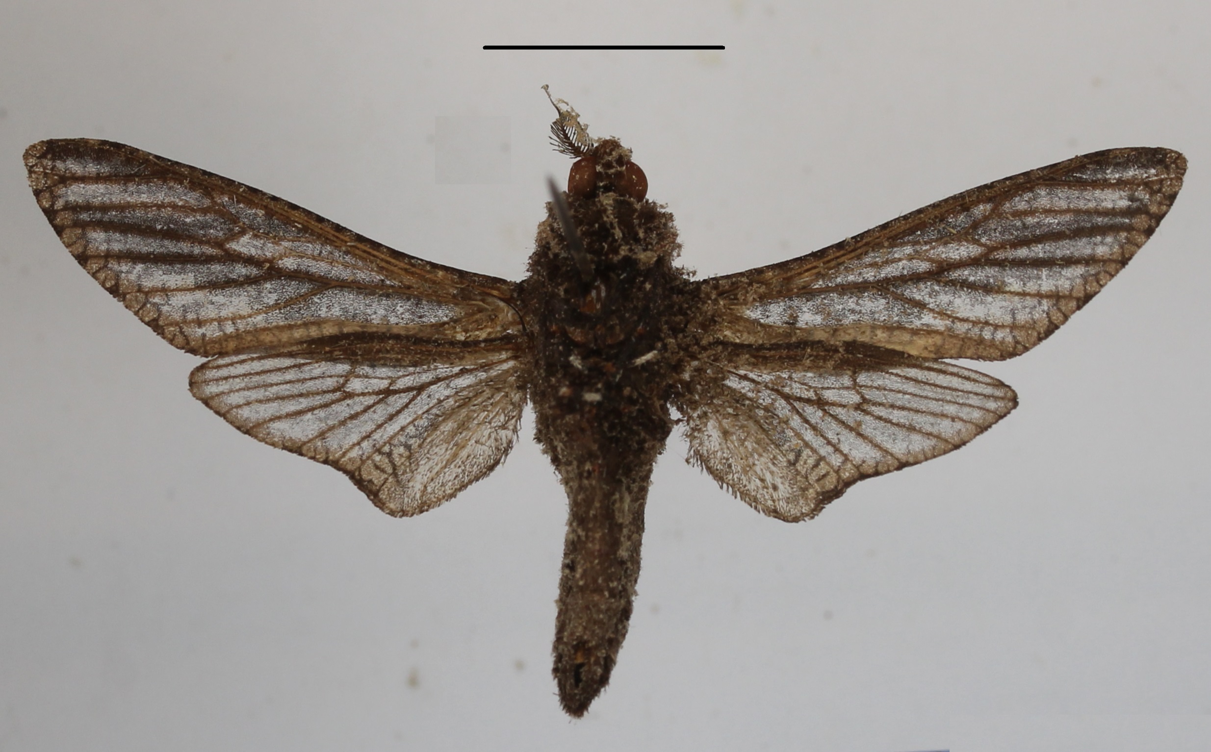 /filer/webapps/moths/media/images/L/livingstoni_Tarsozeuzera_AM_MGCLb.01.JPG