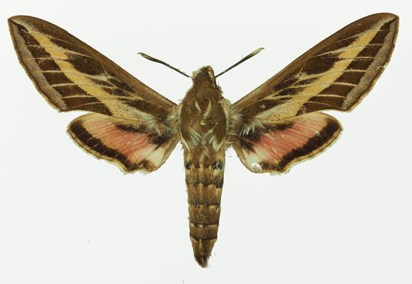 /filer/webapps/moths/media/images/L/livornica_Hyles_AF_Basquin_01a.jpg