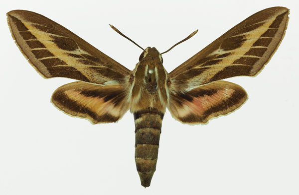 /filer/webapps/moths/media/images/L/livornica_Hyles_AF_Basquin_02a.jpg