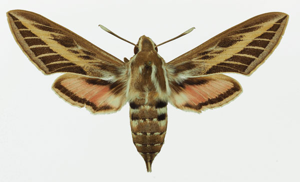 /filer/webapps/moths/media/images/L/livornica_Hyles_AF_Basquin_03a.jpg