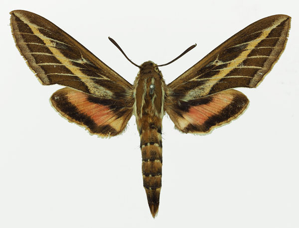 /filer/webapps/moths/media/images/L/livornica_Hyles_AM_Basquin_01a.jpg