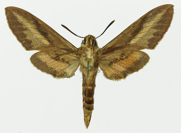 /filer/webapps/moths/media/images/L/livornica_Hyles_AM_Basquin_01b.jpg