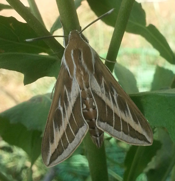 /filer/webapps/moths/media/images/L/livornica_Hyles_A_Bakheet.jpg
