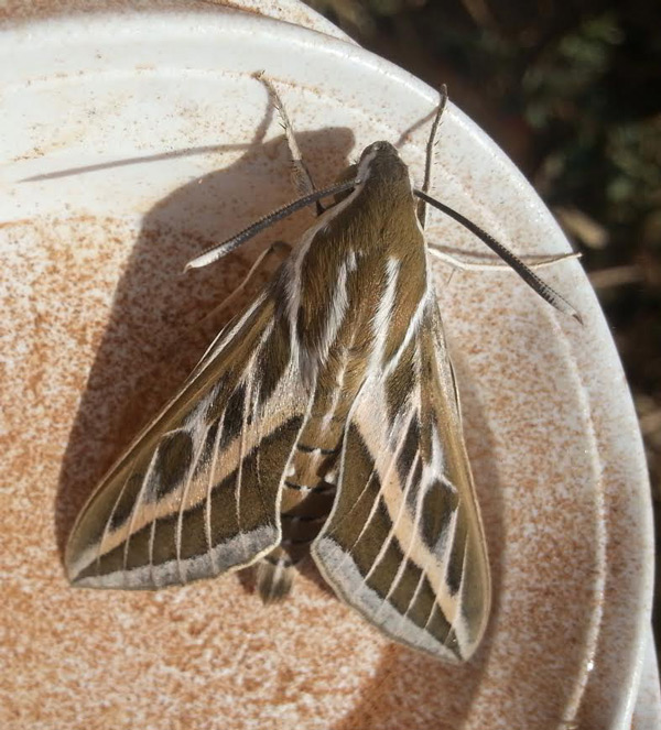 /filer/webapps/moths/media/images/L/livornica_Hyles_A_Bakheet_02.jpg