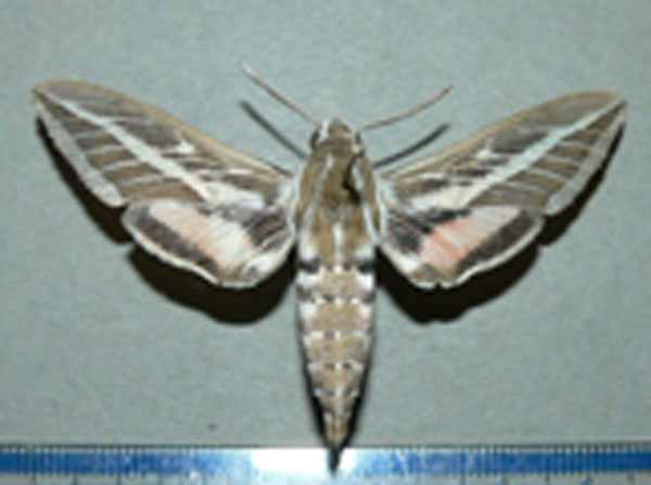 /filer/webapps/moths/media/images/L/livornica_Hyles_A_Goff.jpg