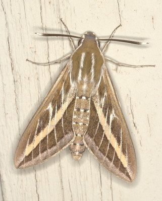 /filer/webapps/moths/media/images/L/livornica_Hyles_A_Heyns_01.jpg