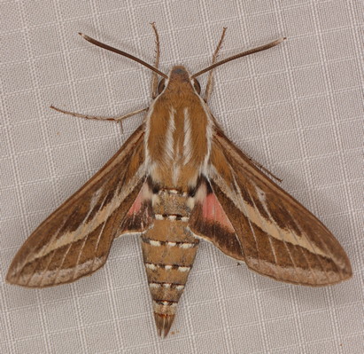 /filer/webapps/moths/media/images/L/livornica_Hyles_A_Heyns_02.jpg
