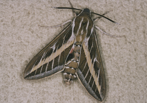 /filer/webapps/moths/media/images/L/livornica_Hyles_A_Roland_01.jpg