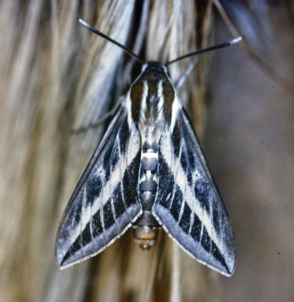 /filer/webapps/moths/media/images/L/livornica_Hyles_A_Roland_01_FkFzQpT.jpg
