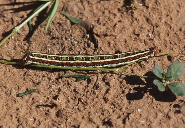 /filer/webapps/moths/media/images/L/livornica_Hyles_C_Roland_02.jpg