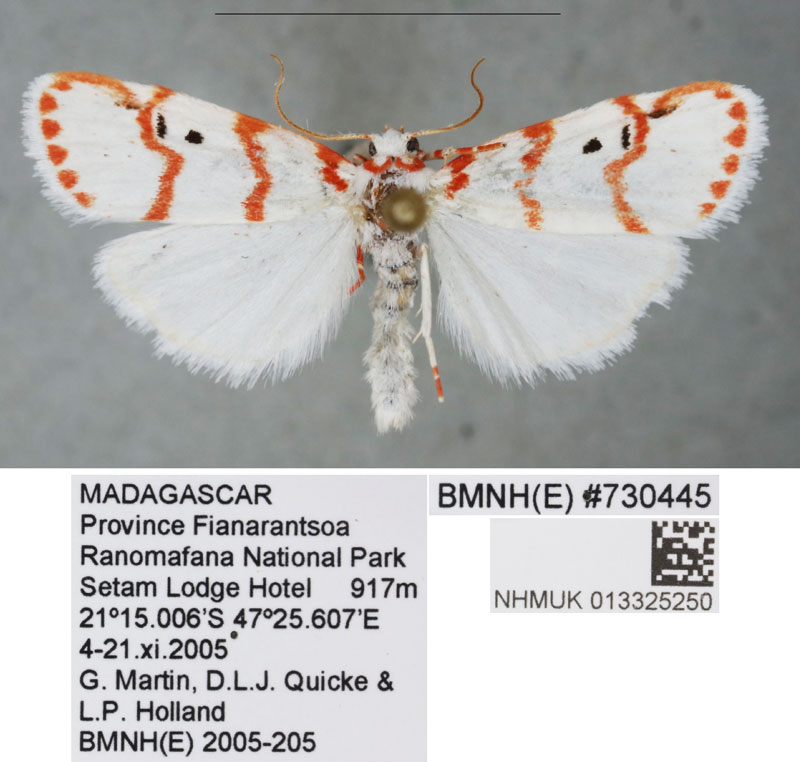 /filer/webapps/moths/media/images/L/lobata_Cyana_PTM_BMNH_02.jpg