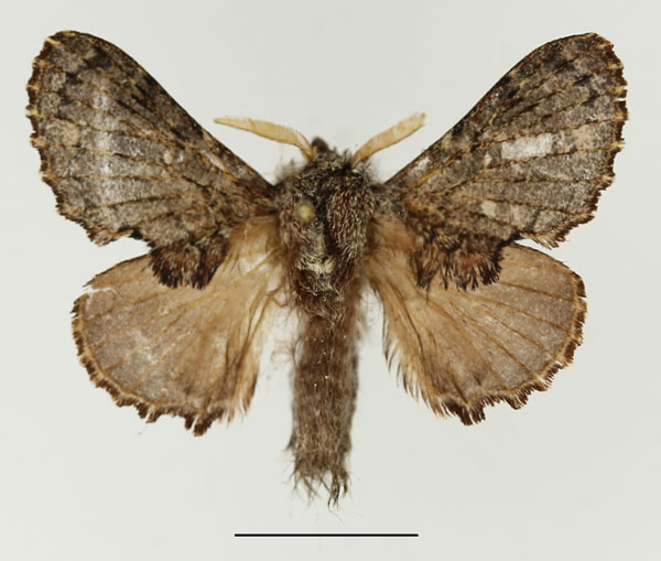 /filer/webapps/moths/media/images/L/lobata_Epicnapteroides_AM_Basquin_01.jpg