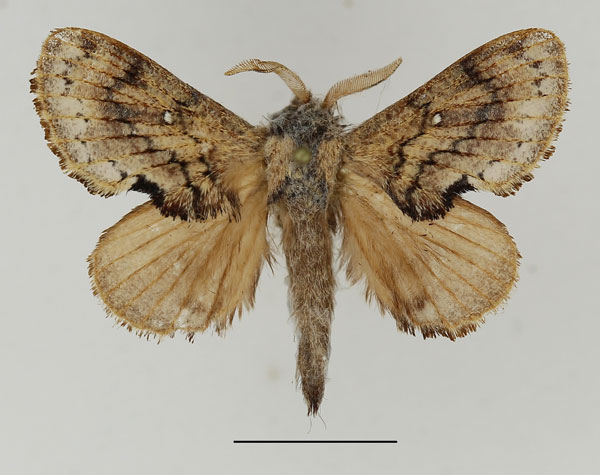 /filer/webapps/moths/media/images/L/lobata_Epicnapteroides_AM_Basquin_02.jpg