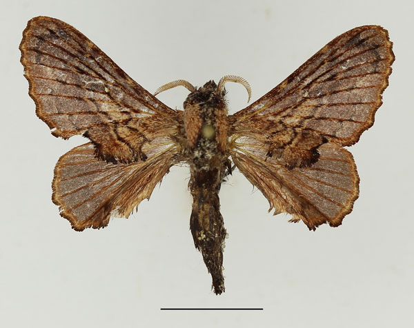 /filer/webapps/moths/media/images/L/lobata_Epicnapteroides_AM_Basquin_03.jpg