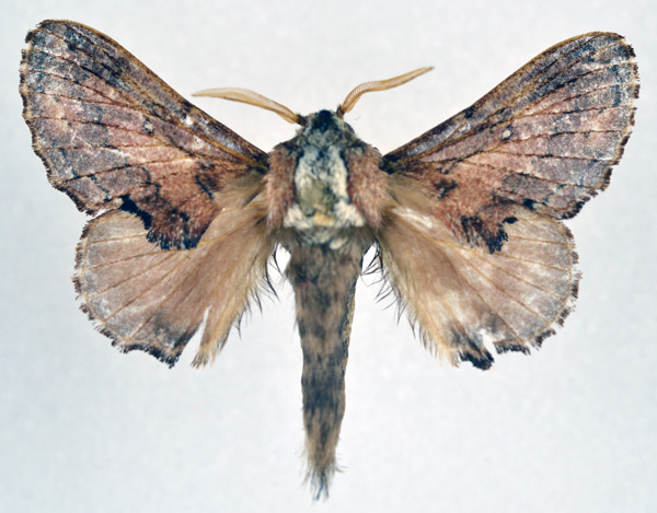 /filer/webapps/moths/media/images/L/lobata_Epicnapteroides_AM_NHMO_01.jpg