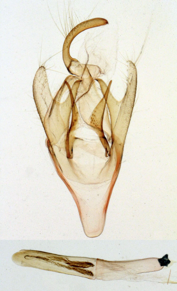 /filer/webapps/moths/media/images/L/lobata_Eunimbatana_GMHT_MNHN_2906.jpg