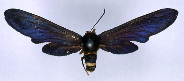/filer/webapps/moths/media/images/L/lobata_Melisoides_HT_ZMHB_01.jpg
