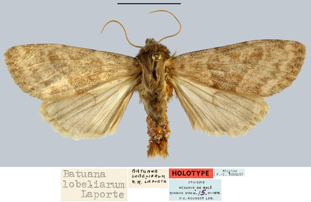 /filer/webapps/moths/media/images/L/lobeliarum_Batuana_HT_MNHN.jpg