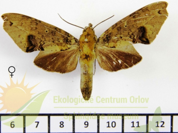 /filer/webapps/moths/media/images/L/lobipennis_Hypaedalea_AF_SMCR.jpg