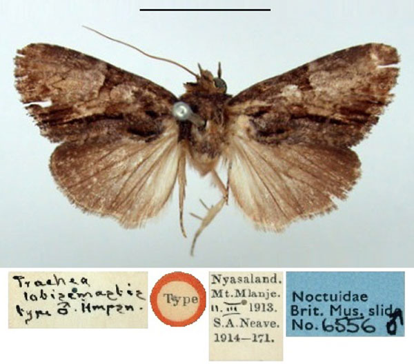 /filer/webapps/moths/media/images/L/lobisemastis_Trachea_ST_BMNH.jpg
