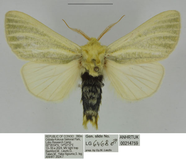 /filer/webapps/moths/media/images/L/lobo_Antheua_HT_ANHRT.jpg