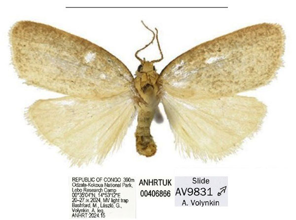 /filer/webapps/moths/media/images/L/lobo_Spatulosia_HT_ANHRT.jpg